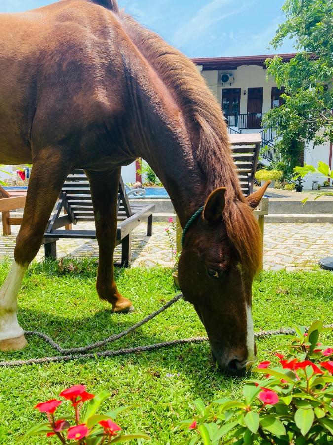 The Kingslayer Resort Negombo Luaran gambar