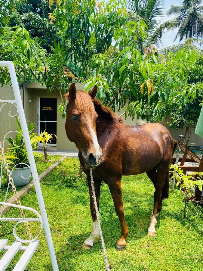 The Kingslayer Resort Negombo Luaran gambar